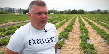 GOSPODARI ACASA EMISIUNEA | PLANTATIE DE CAPSUNI 19.06.2020